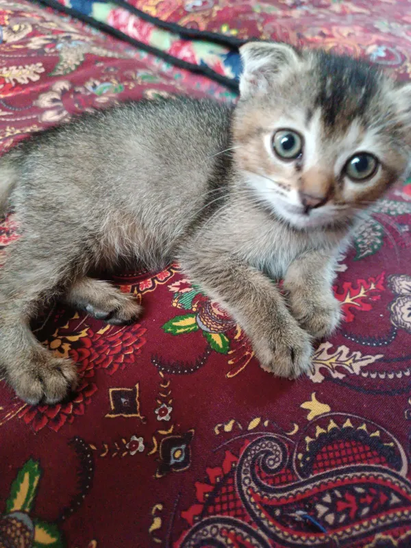 Кошка 1