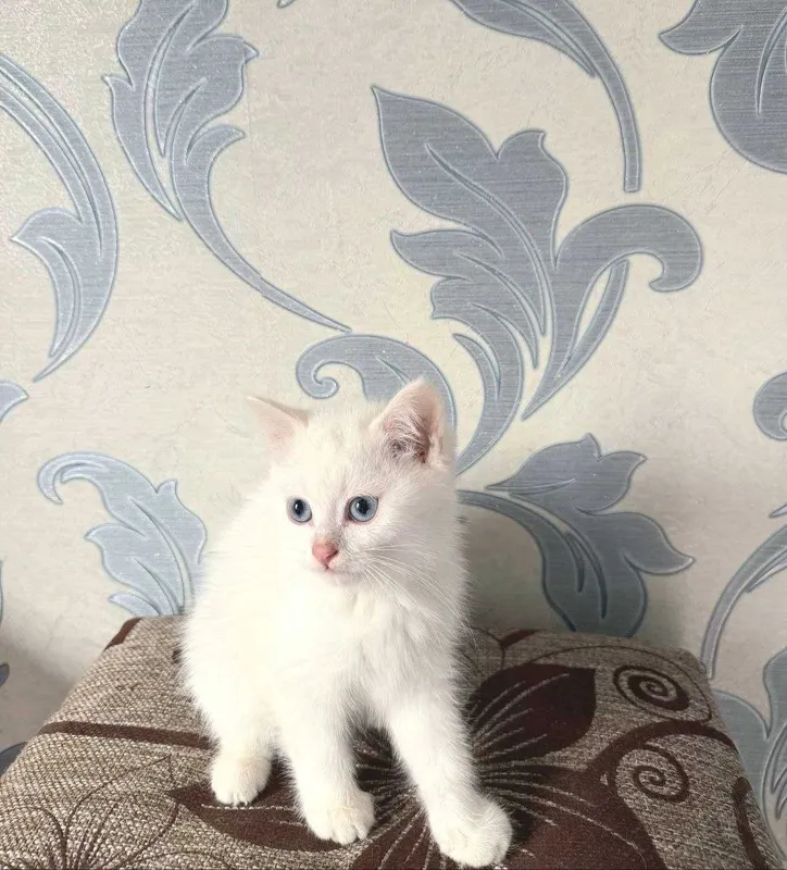 Кот "Mavi" белый голубоглазый 2 Кот "Mavi" белый голубоглазый 2
