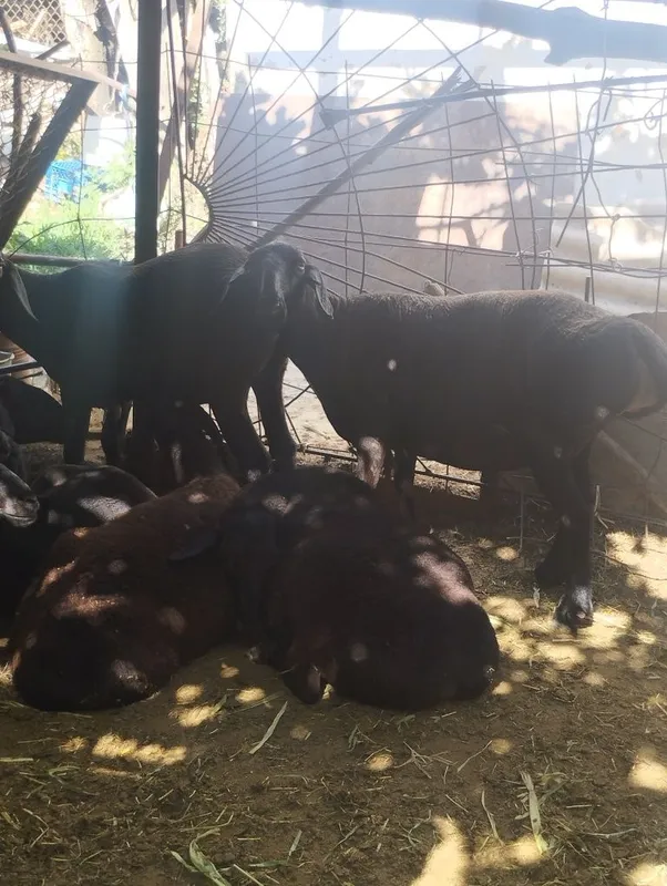 Quylar sotiladi uruğlika quchqorlar ham bor buğoz sovliqlar ham bor — фото 2
