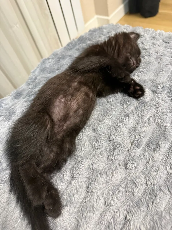 Котенок в добрые руки — фото 6
