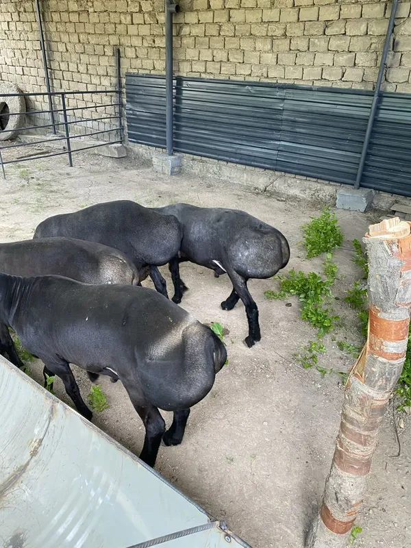 Kotta qochqorla sotiladi 6