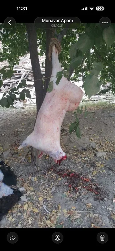 Qurbonlika quchqorlar sotiladi toza boqilgan 90000 klosi — фото 2 Qurbonlika quchqorlar sotiladi toza boqilgan 90000 klosi — фото 2