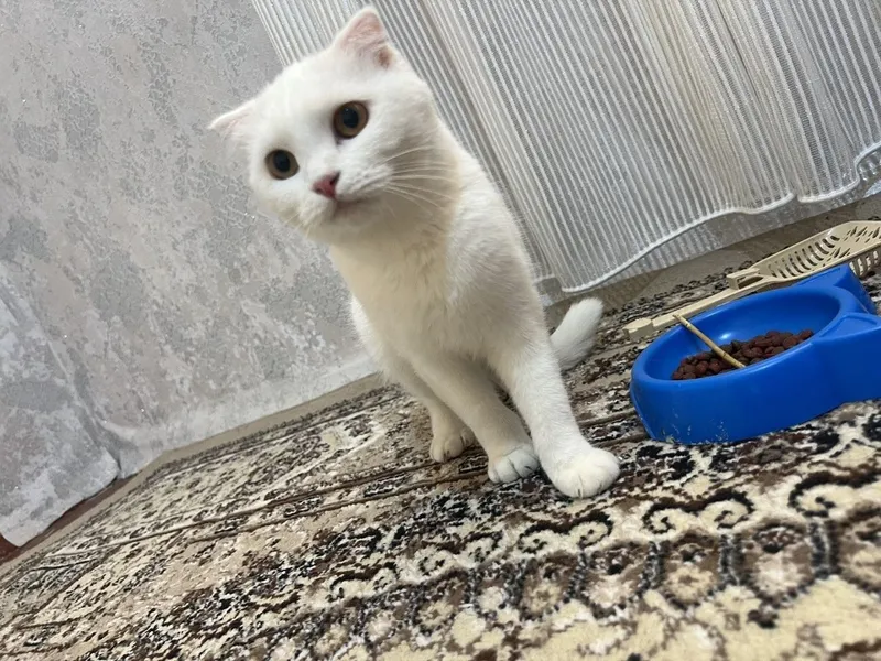 Scottish fold oq mushuk 4 Scottish fold oq mushuk 4