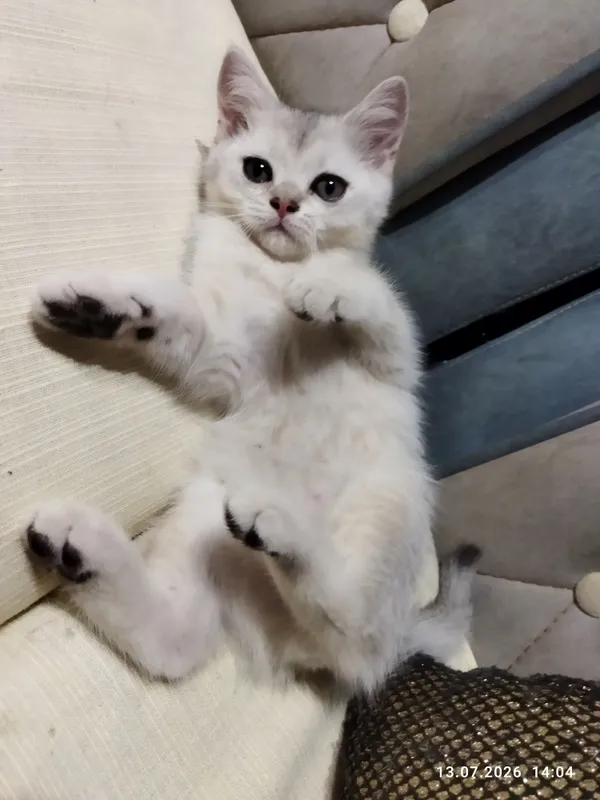 котята серебряная шиншилла 5 котята серебряная шиншилла 5