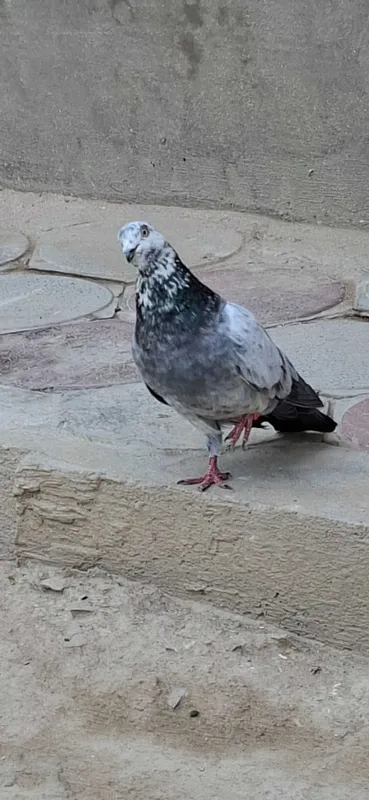 Kabutar sotiladi 3