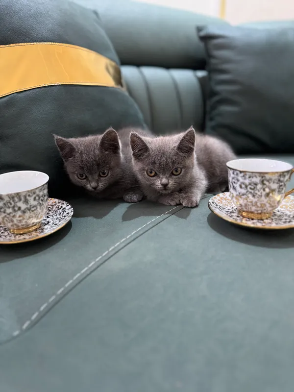 Котята породистые — фото 2
