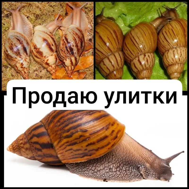 улитки ахатины