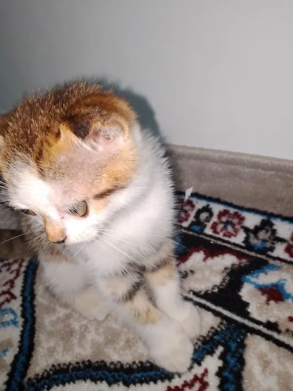 кот кот