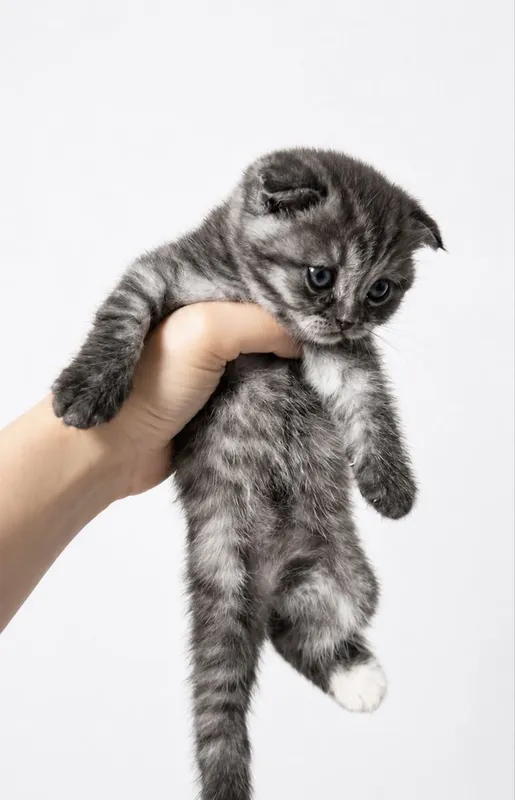 Котята серебристой шиншилы,фолд 4 Котята серебристой шиншилы,фолд 4