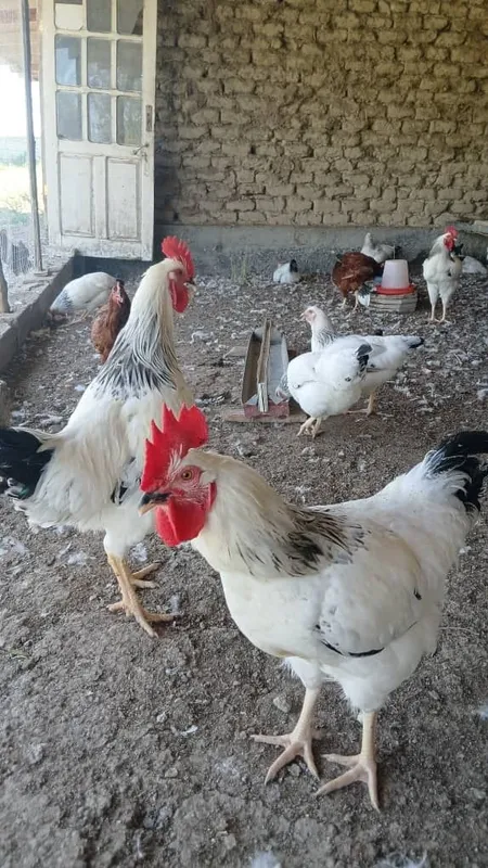 Adler xorozlari yaxshi boqilgan 5 Adler xorozlari yaxshi boqilgan 5
