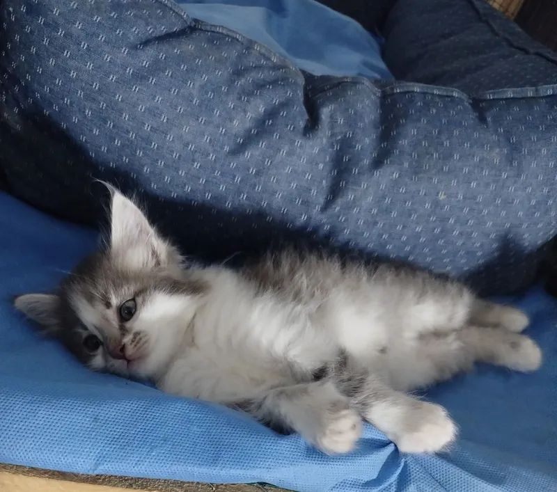 Пристраивается кошечка в ответственные руки 3