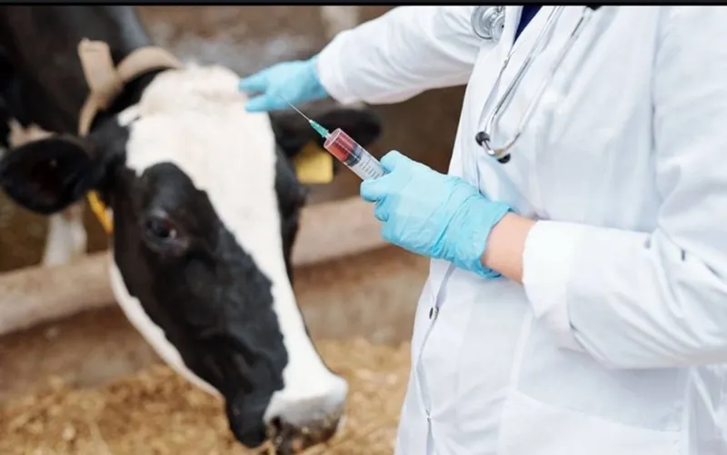 Veterinariya hizmati