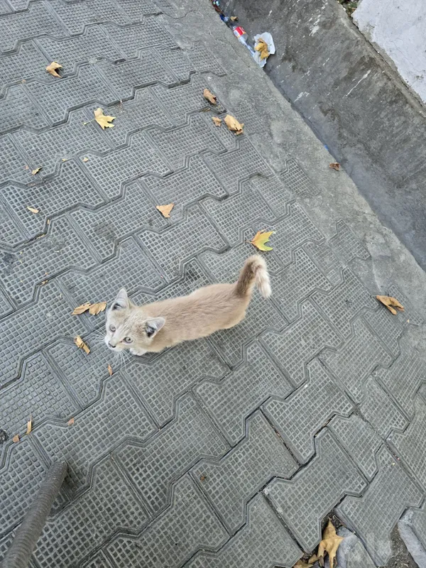 Uy mushugi bolachasi 2 Uy mushugi bolachasi 2