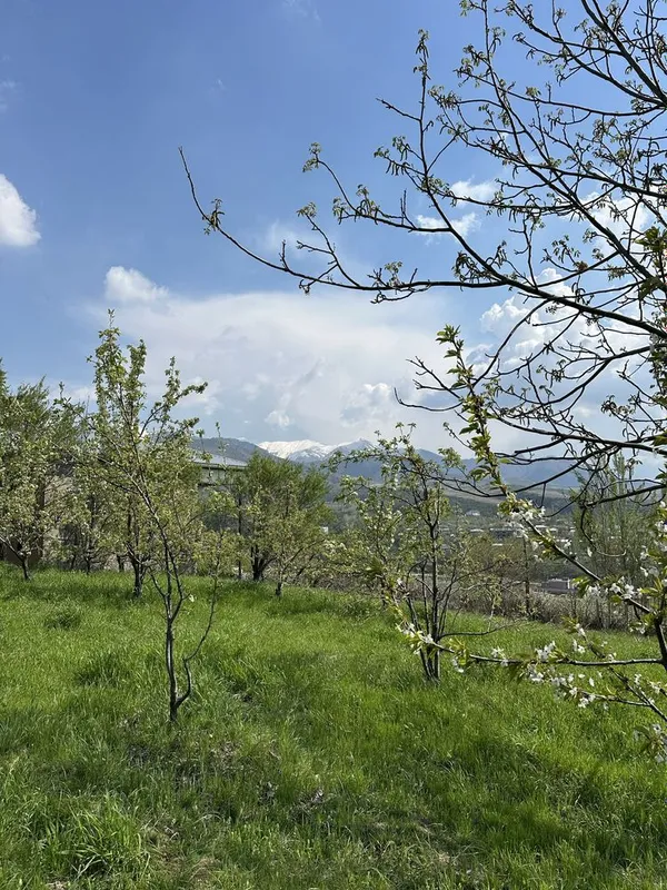 Uchaska Sotiladi Parkent Kumushkon 24 sotix 12 sotixdan kadarsti bor — фото 2