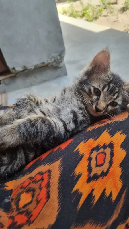 котёнок 1