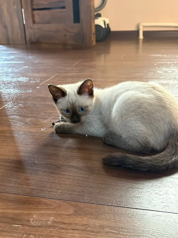 Сиямский котенок продаю — фото 1