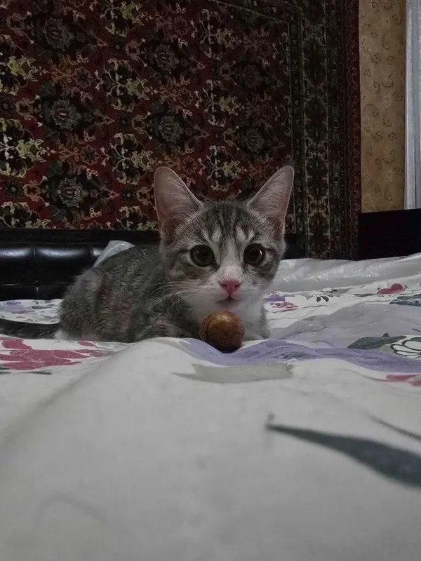 Котёнок, девочка 4 месяца, в добрые руки 1 Котёнок, девочка 4 месяца, в добрые руки 1