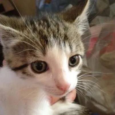 Котенок Мушучка яхши кулларга — фото 1