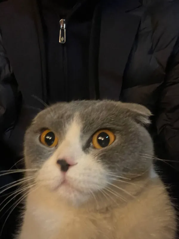 scottish fold 6 oylik 3 scottish fold 6 oylik 3