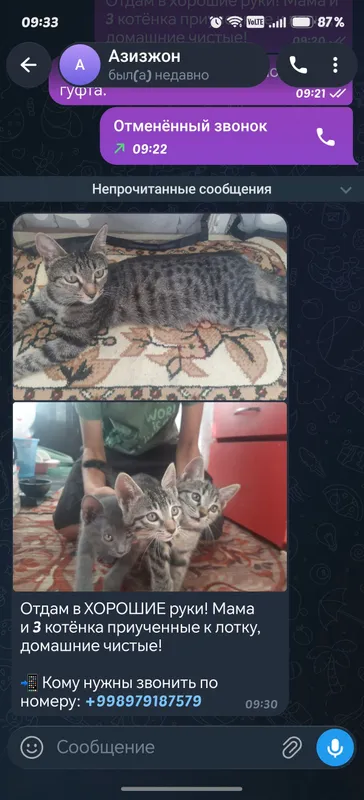 Отдам даром котят
