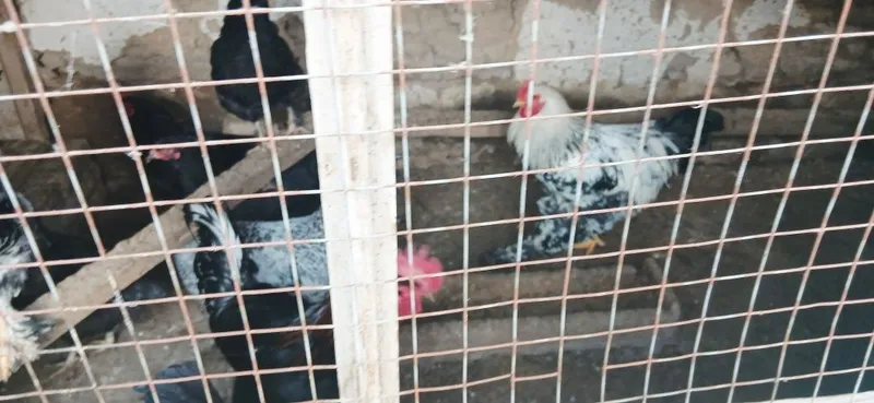 Срочно продаются Питухи — фото 2