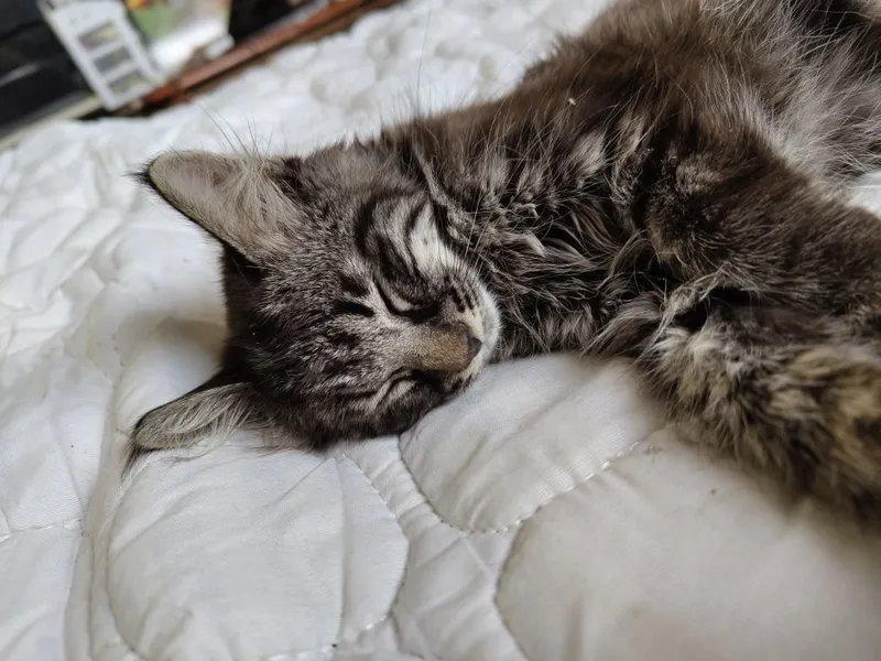 Котенок бесплатно в добрые руки 4 Котенок бесплатно в добрые руки 4
