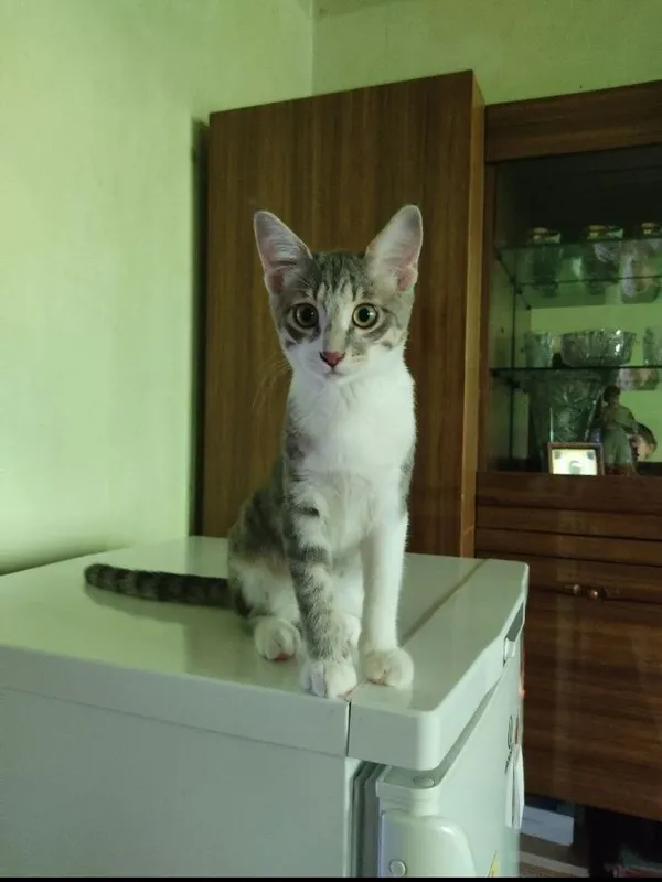 Котёнок в добрые руки. 2 Котёнок в добрые руки. 2