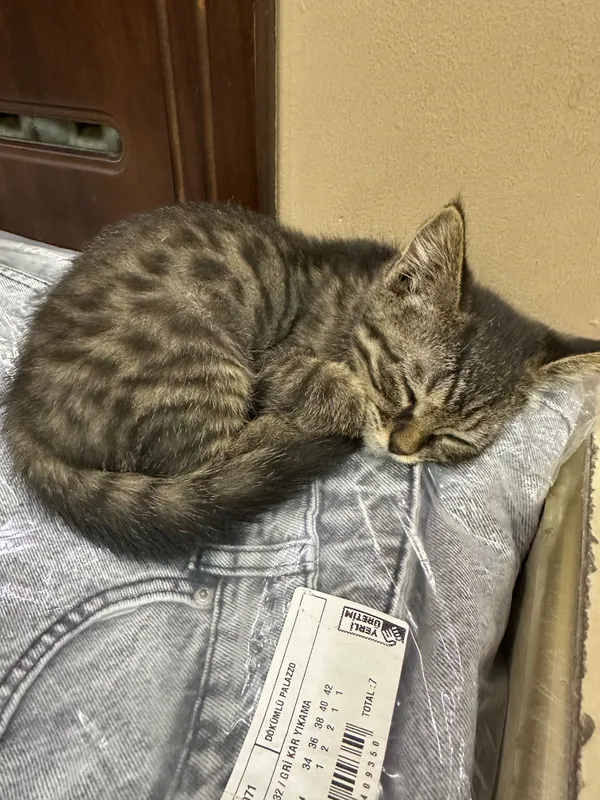 Отдам даром котенка — фото 3