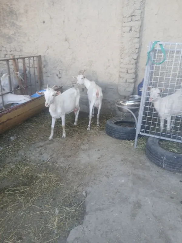 Zanin zotli echki sotiladi 2