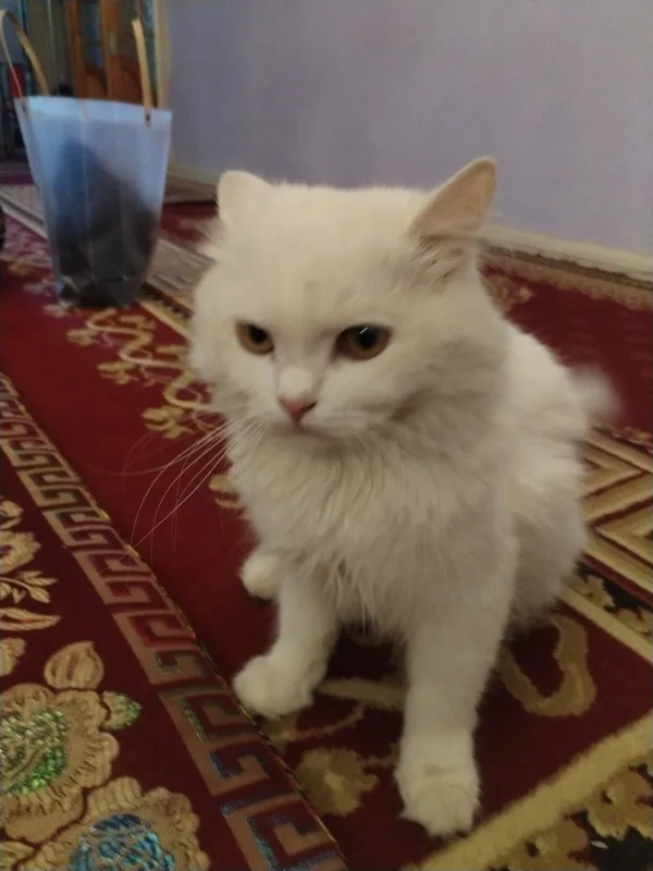 Zottor mushuk pushistik 2 Zottor mushuk pushistik 2