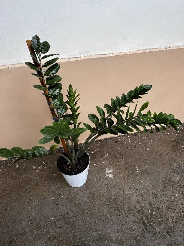 Продам Замиакулькас