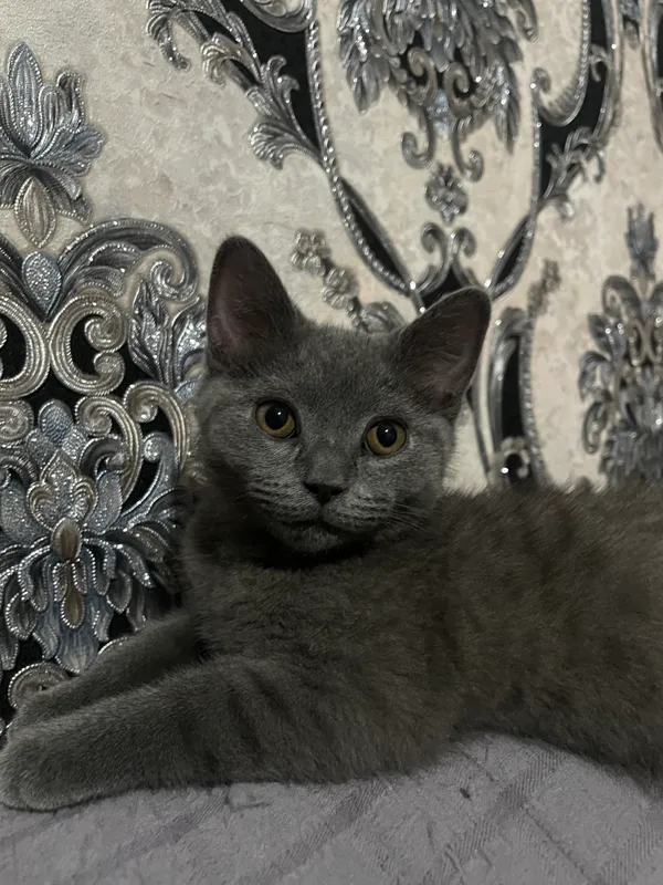 Кошка 1 Кошка 1