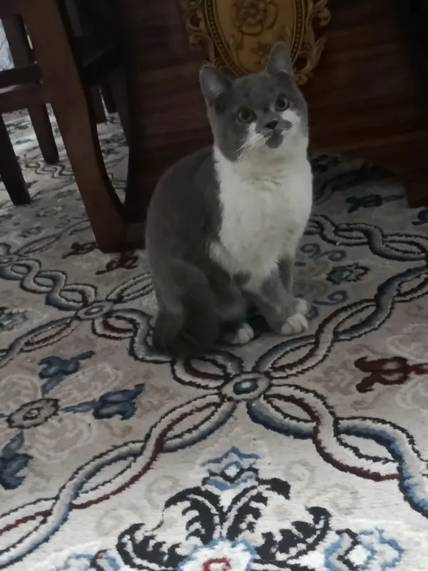 400 ming kelishamz. British Shorthair. Fargʻonada 1 400 ming kelishamz. British Shorthair. Fargʻonada 1