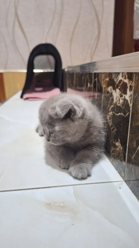 Кошка котята. ): Mushuk 1