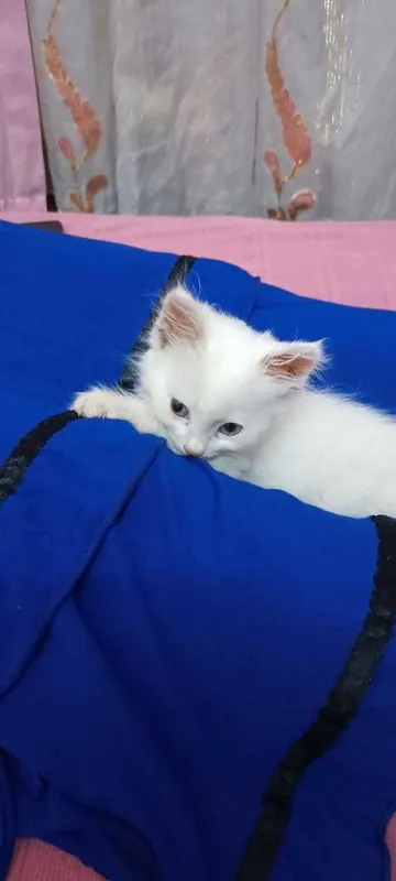 Отдам в хорошие руки!