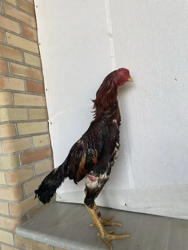 Yapon shamo bir kuz òyini ham bor vesi 4 kg — фото 3