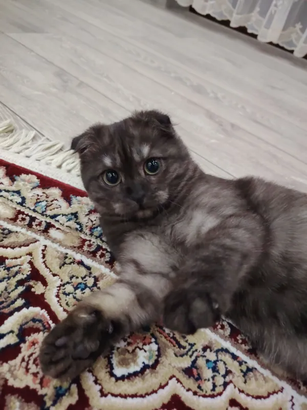 Скотиш фолд вислоухая — фото 1