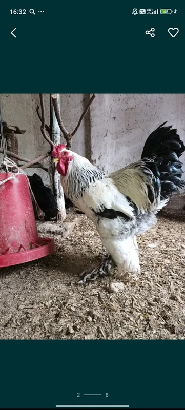 Brama xorozlar sotiladi Brama xorozlar sotiladi