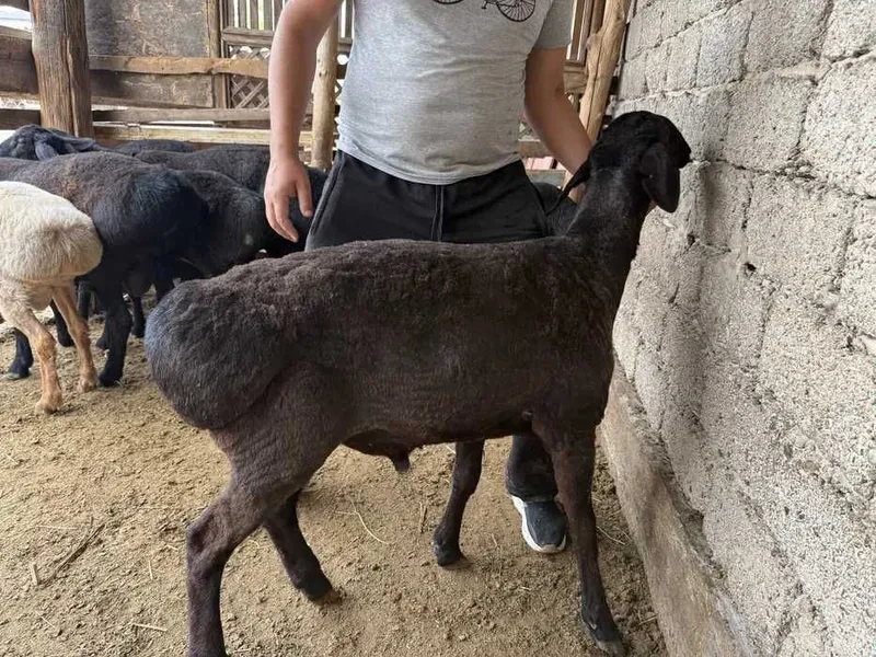 Қурбонлик учун қўчқорлар