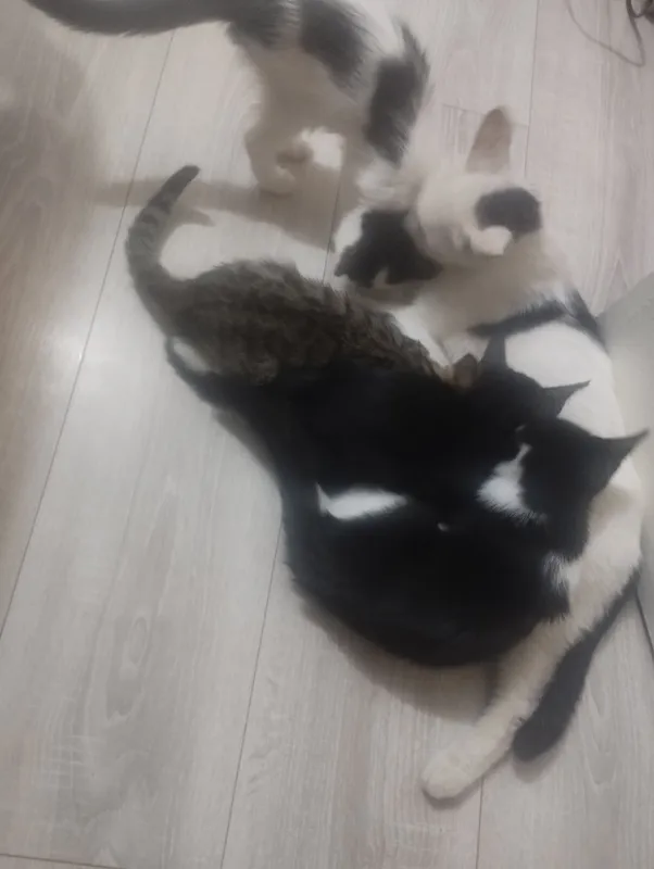 Mushukchalarni beraman. 2,5 oylik. Lotokka o‘rgatilgan 8