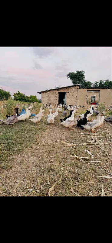 50 tadan ko’p olganga kelishtirib beriladi 7