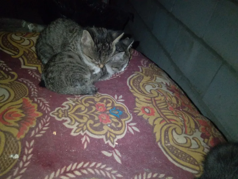 Котята 2 Котята 2