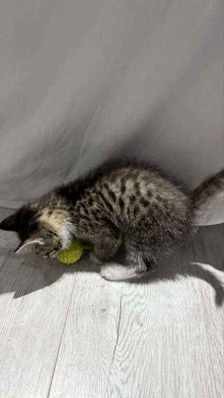 Ищем дом котенку — фото 5