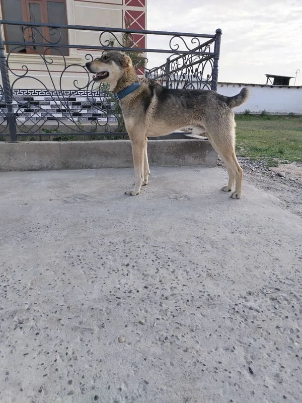 Qashqadaryo viloyati it sotiladi 1 Qashqadaryo viloyati it sotiladi 1