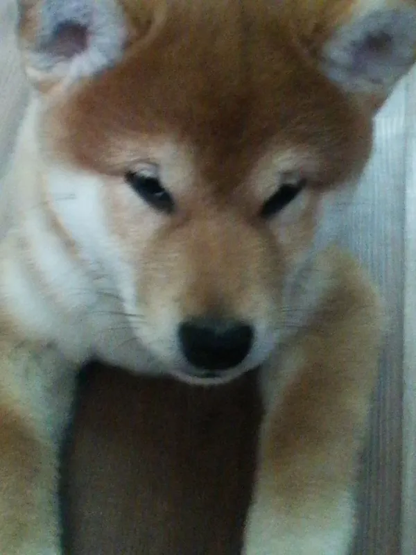 Продаются щенки Сибо-ино "Shiba-ino" — фото 2