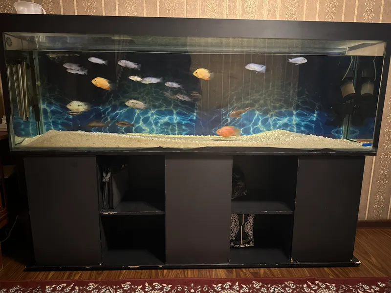 Akvarium sotiladi baliqlari bilan