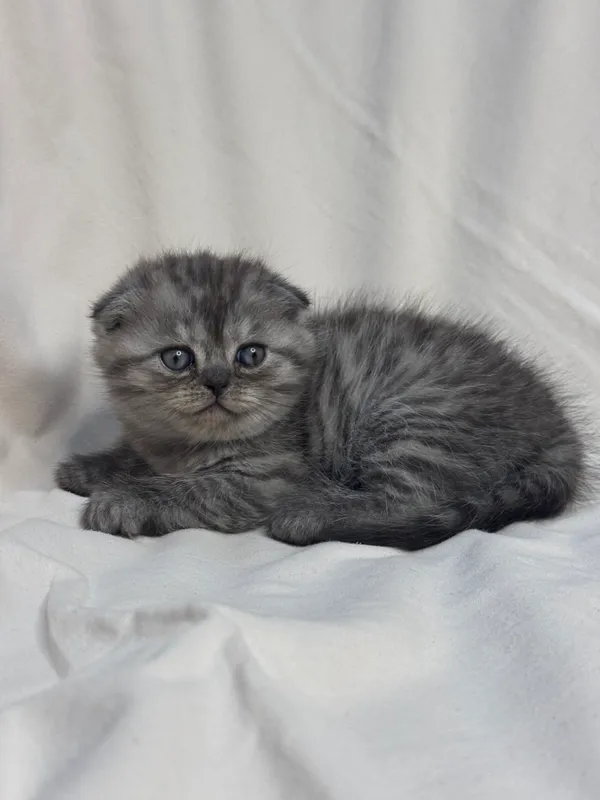 Продается котенок !