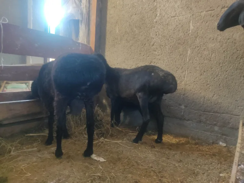 Ona bola quy sotiladi 6