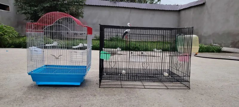 Qafaslar sotiladi 2 Qafaslar sotiladi 2