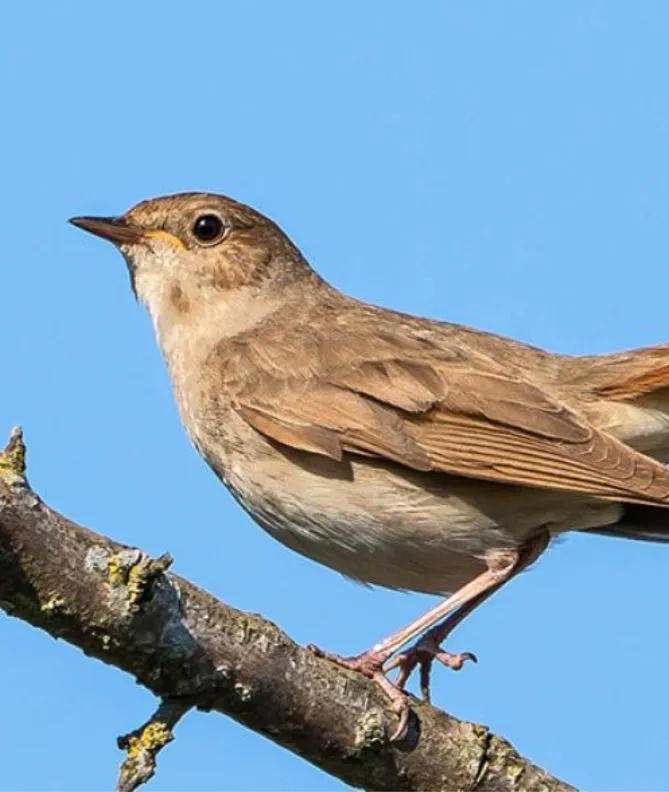 bulbul sotiladi